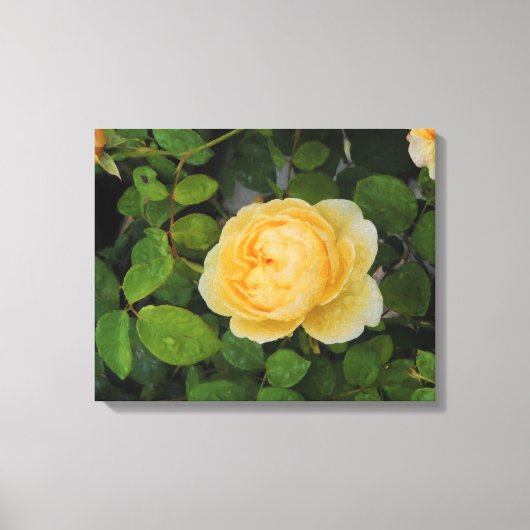 Raindrops op Gele Rozengestrekte Canvas Afdruk (Voorkant)