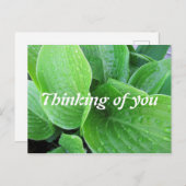 Raindrops op Hosta laat foto's van jou zien Briefkaart (Voorkant / Achterkant)