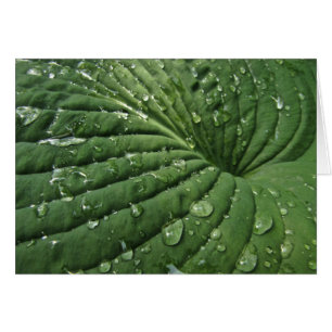 Raindrops op hosta Leaf Blank Card