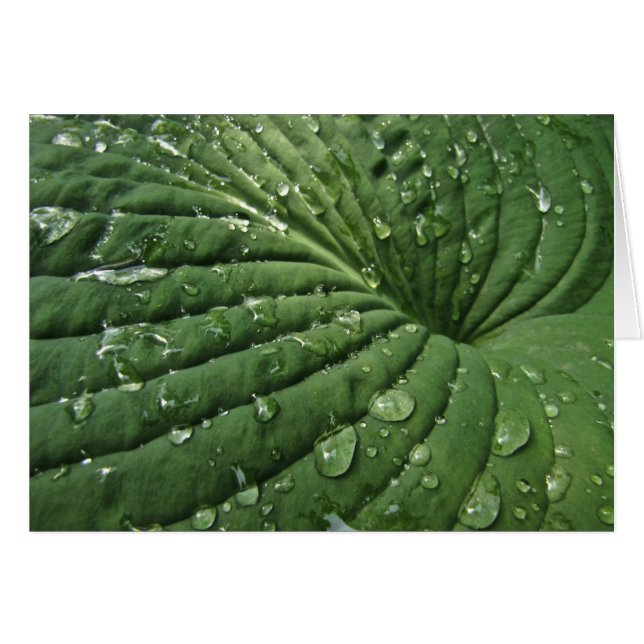 Raindrops op hosta Leaf Blank Card (Voorkant Horizontaal)