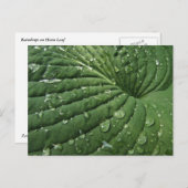 Raindrops op Hosta Leaf Briefkaart (Voorkant / Achterkant)