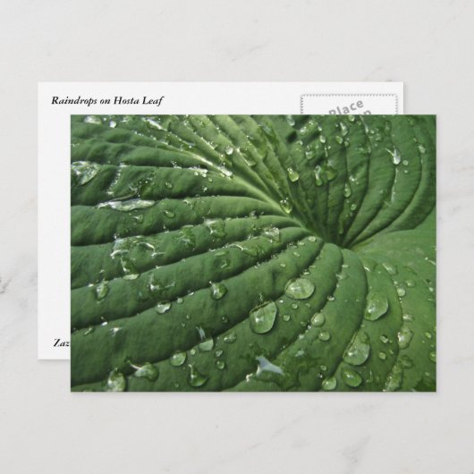 Raindrops op Hosta Leaf Briefkaart (Voorkant / Achterkant)