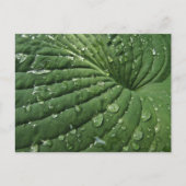 Raindrops op Hosta Leaf Briefkaart (Voorkant)