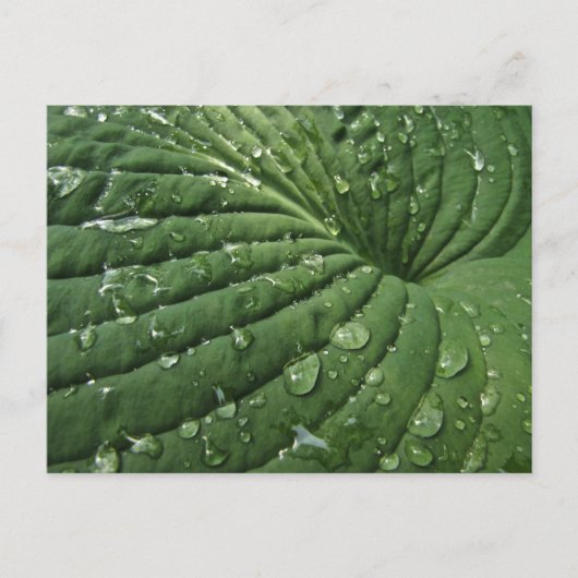 Raindrops op Hosta Leaf Briefkaart (Voorkant)