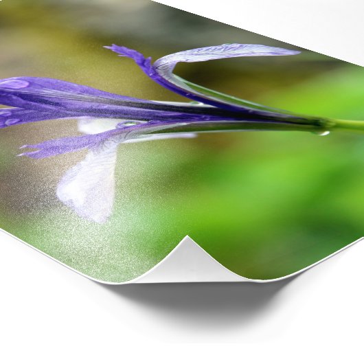 Raindrops op Iris Foto Afdruk (Hoek)