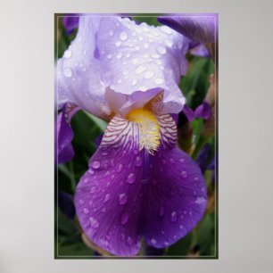 Raindrops op Iris Poster