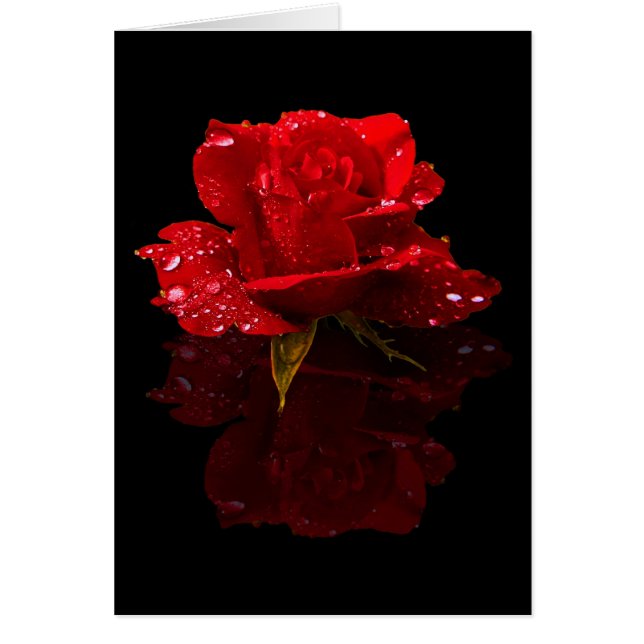 RAINDROPS OP ROOS (Voorkant)