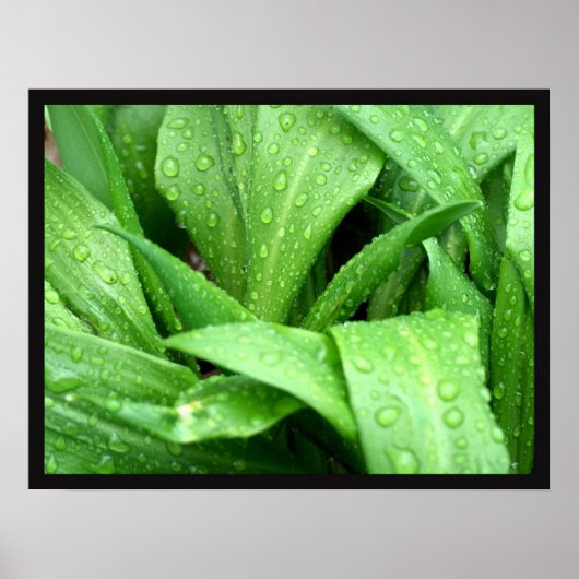 Raindrops Poster (Voorkant)