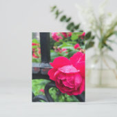 Raindrops roze roze Rozen Rainy Day NYC Briefkaart (Staand voorkant)