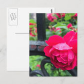 Raindrops roze roze Rozen Rainy Day NYC Briefkaart (Voorkant / Achterkant)