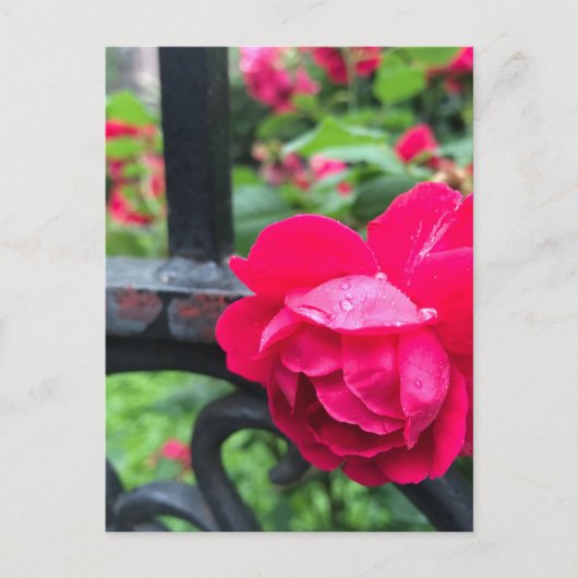Raindrops roze roze Rozen Rainy Day NYC Briefkaart (Voorkant)