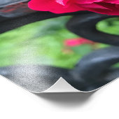 Raindrops roze roze Rozen Rainy Day NYC Foto Afdruk (Hoek)