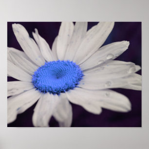 Raindrops van het Daisy Flower Blue Center Poster