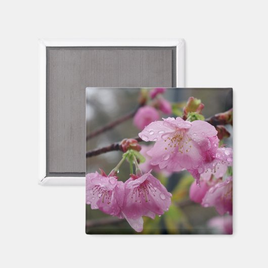 Raindrops voor roze kersen bloesems magneet (Voorkant / Achterkant)