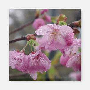 Raindrops voor roze kersen bloesems magneet