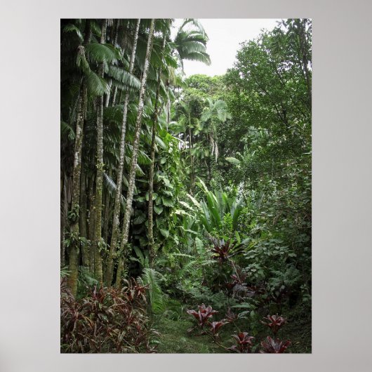 RAINFOREST BIG ISLAND POSTER (Voorkant)