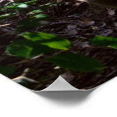 Rainforest Boardwalk met Steps Print (Hoek)