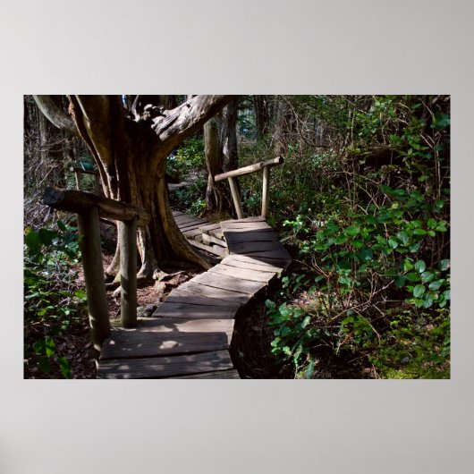 Rainforest Boardwalk met Steps Print (Voorkant)