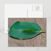 Rainforest Camouflage Briefkaart (Voorkant / Achterkant)