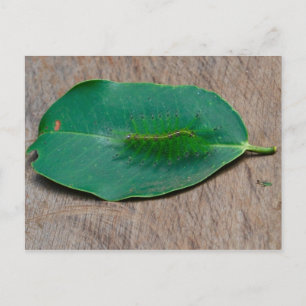 Rainforest Camouflage Briefkaart