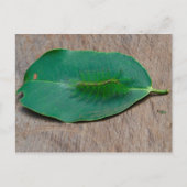 Rainforest Camouflage Briefkaart (Voorkant)