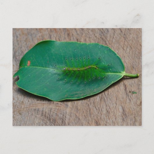 Rainforest Camouflage Briefkaart (Voorkant)