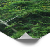 Rainforest canopa panorama poster (Hoek)