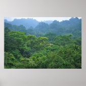 Rainforest canopa panorama poster (Voorkant)