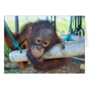 RainForest Daydromen op Wildlife Baby Sanctuary