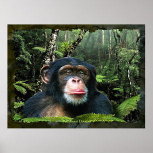 "RAINFOREST DREAMS II" Chimpansee Art Poster