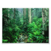 Rainforest Foto Afdruk (Voorkant)
