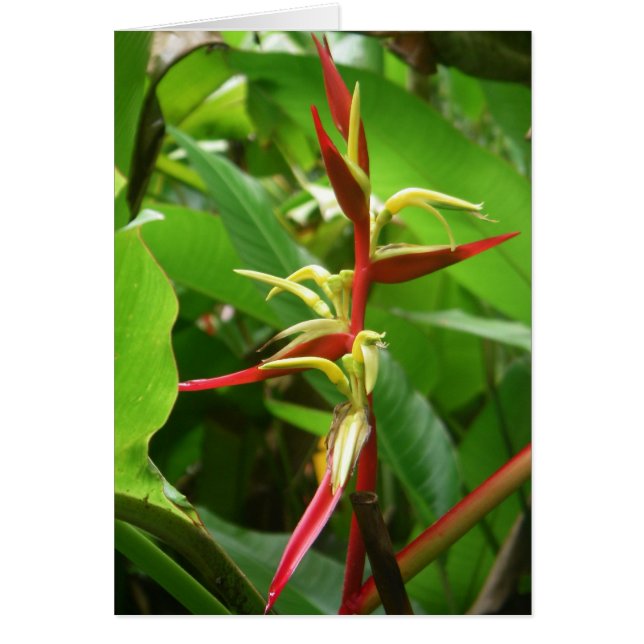 Rainforest Tropicals (Voorkant)