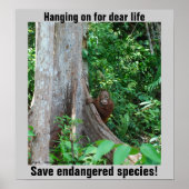 Rainforest Wildlife Poster (Voorkant)