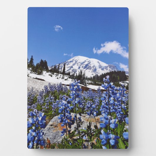 Rainier monteren op Paradise Point Fotoplaat (voorkant)