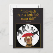 Raining Cats! Briefkaart (Voorkant / Achterkant)