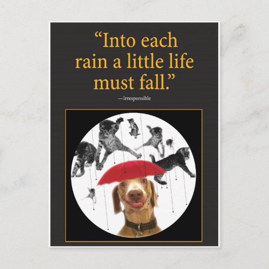 Raining Cats! Briefkaart (Voorkant)