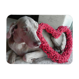 Rain's Love - dog - Weimaraner Magnet Magneet