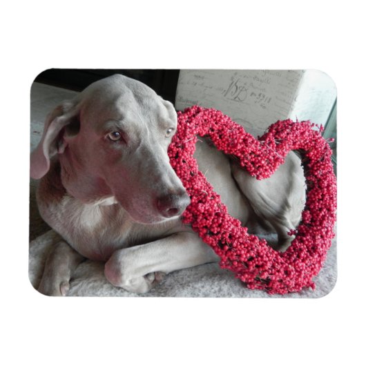 Rain's Love - dog - Weimaraner Magnet Magneet (Horizontaal)