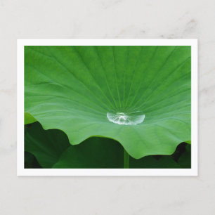 Rainwater op een Lotus Leaf: Japan Briefkaart