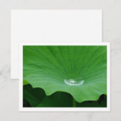 Rainwater op een Lotus Leaf: Japan Briefkaart (Voorkant / Achterkant)