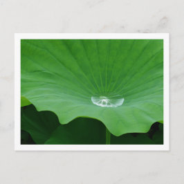 Rainwater op een Lotus Leaf: Japan Briefkaart