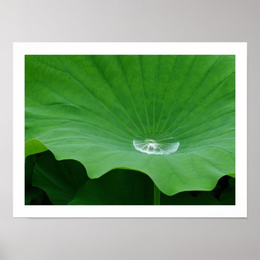 Rainwater op een Lotus Leaf: Japan Poster (Voorkant)