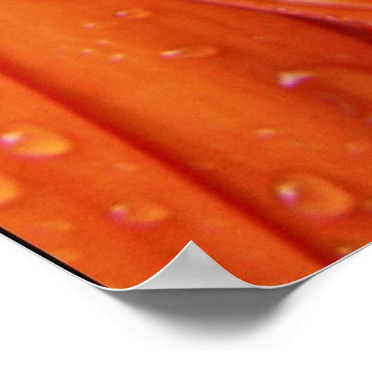 Rainy Daisy Poster (Hoek)