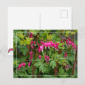 Rainy Day Bleeding Heart Briefkaart (Voorkant / Achterkant)