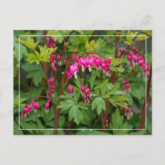 Rainy Day Bleeding Heart Briefkaart (Voorkant)