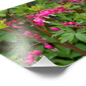 Rainy Day Bleeding Heart Foto Afdruk (Hoek)