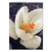 Rainy Day Crocus Flower (Voorkant)