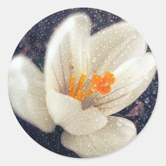 Rainy Day Crocus Ronde Sticker (Voorkant)
