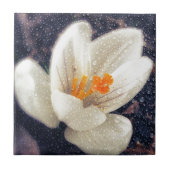 Rainy Day Crocus Tegeltje (Voorkant)