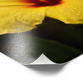 Rainy Day Hibiscus Foto Afdruk (Hoek)